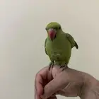 بغبغاء دره هندي