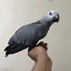 فروخ ببغاء كاسكو