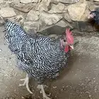 ديك امروك بلايموث   الامريكي