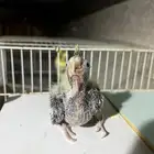 للبيع فرخ كروان كوكتيل