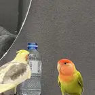 روز للبيع نص اليف تغريد جميل جدا.لايوجد عض