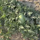 دوقه جنوب الليث