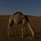 قعود
