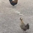 دجاج بولشن (تم  البيع)