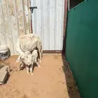 حريه متوم بخروف ورخل
