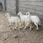 3 رخال كفو سمان ثلاجه جملة وتفريد