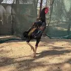 ديك باكستاني