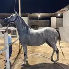 فرس شعبيه للبيع