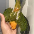 كنيور مفطوم صن كنيور غر وقريب فطام وفيه غر ولوري فرخ وجوز