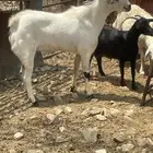 تيس للبيع