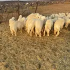 طليان حريه جبره