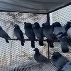 حمام بلدي منتج شرط