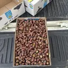 تمر برني للبيع