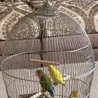 جوز عصافير روز