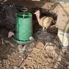 دجاج رومي