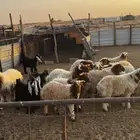 خرفان للبيع