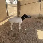 بربري فل ظهره مغلق مربي له 3 شهور ونص