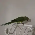 ببغاء الدره للبيع