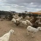 غنم حريات حرش صنف للبيع دفيع مقربات