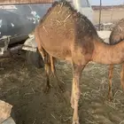 قعود حمر