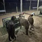 سواكني للبيع