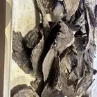 عود سيلاني قديم غابة ادمز ( تم البيع )