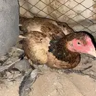 دجاجه بكسائه محضنه على بيض الحد 300