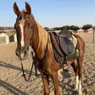حصان اشقر شعبي