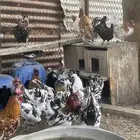 دجاج ودياكه للبيع