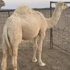 2قعدات طيبات شرط بريات. علفهن برسيم وشعير. ذمه وأمانه