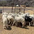 رخال