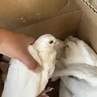 فراخه حمام فرنسي