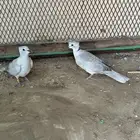حمام