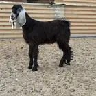 تيس ثلاجه حد التقفيل