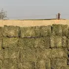 برسيم صافي