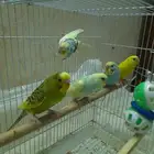 بادجي للبيع انتاج