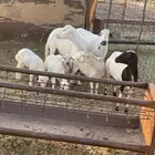 للبيع ضان رفيديات ثلاث ولد وحده دافع