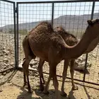 قعدان للبيع العدد 2