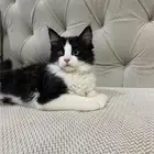 قطط لتبني