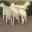 طليان حري مراح