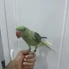 للبيع درة نيبالية
