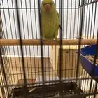بغبغاء دره الهندي للبيع