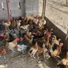 فرانيج العمر شهرين ونص ايلا ثلاثة شهور