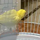 روز