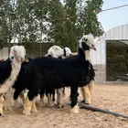 طليان نجدي طيبات ومغلقات