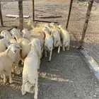 طليان ذبايح للمناسبات وذبائح لثلاجه