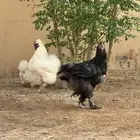 دجاج