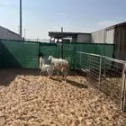 حريه صنف حرشا معها رخل السن ثنيه