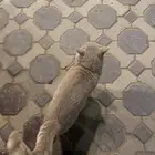 قط ضائع في حديقة المحمديه في البديعة