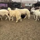 نعرض لكم طليان ورخال